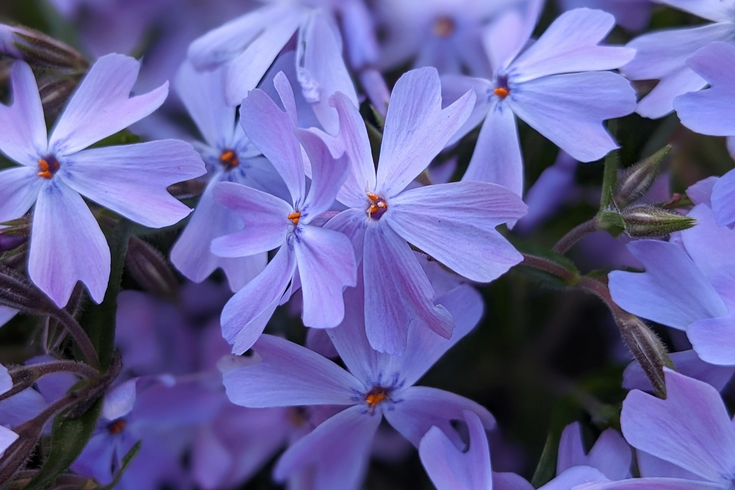 Purple bacopa flowers