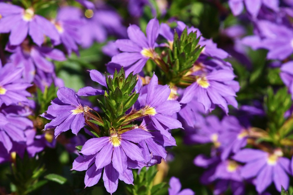 Purple scaevola fan flowers