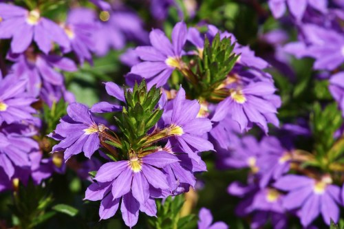 Purple scaevola fan flowers