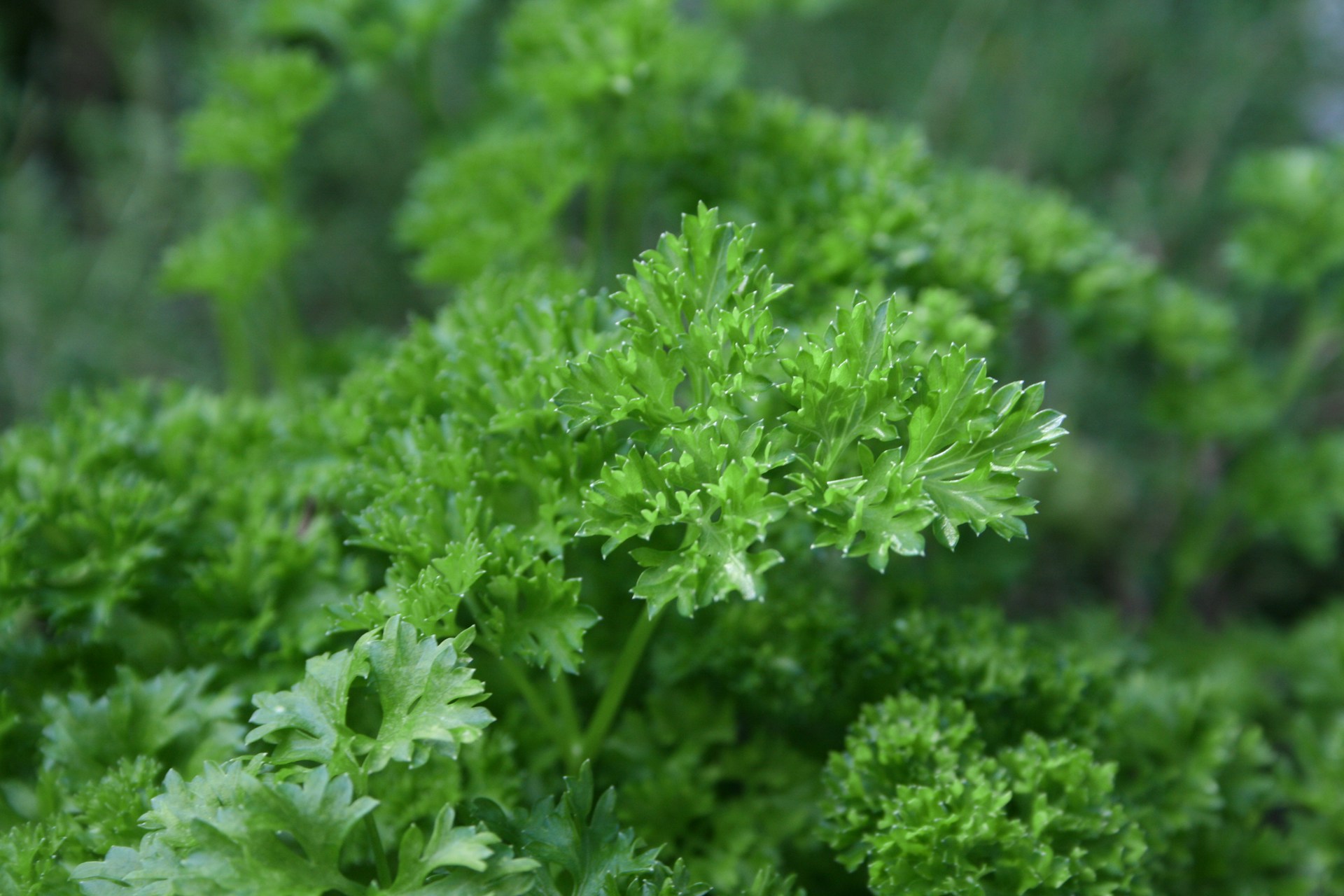 Curly parsley
