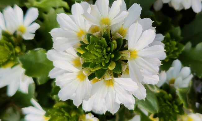 White fan flowers