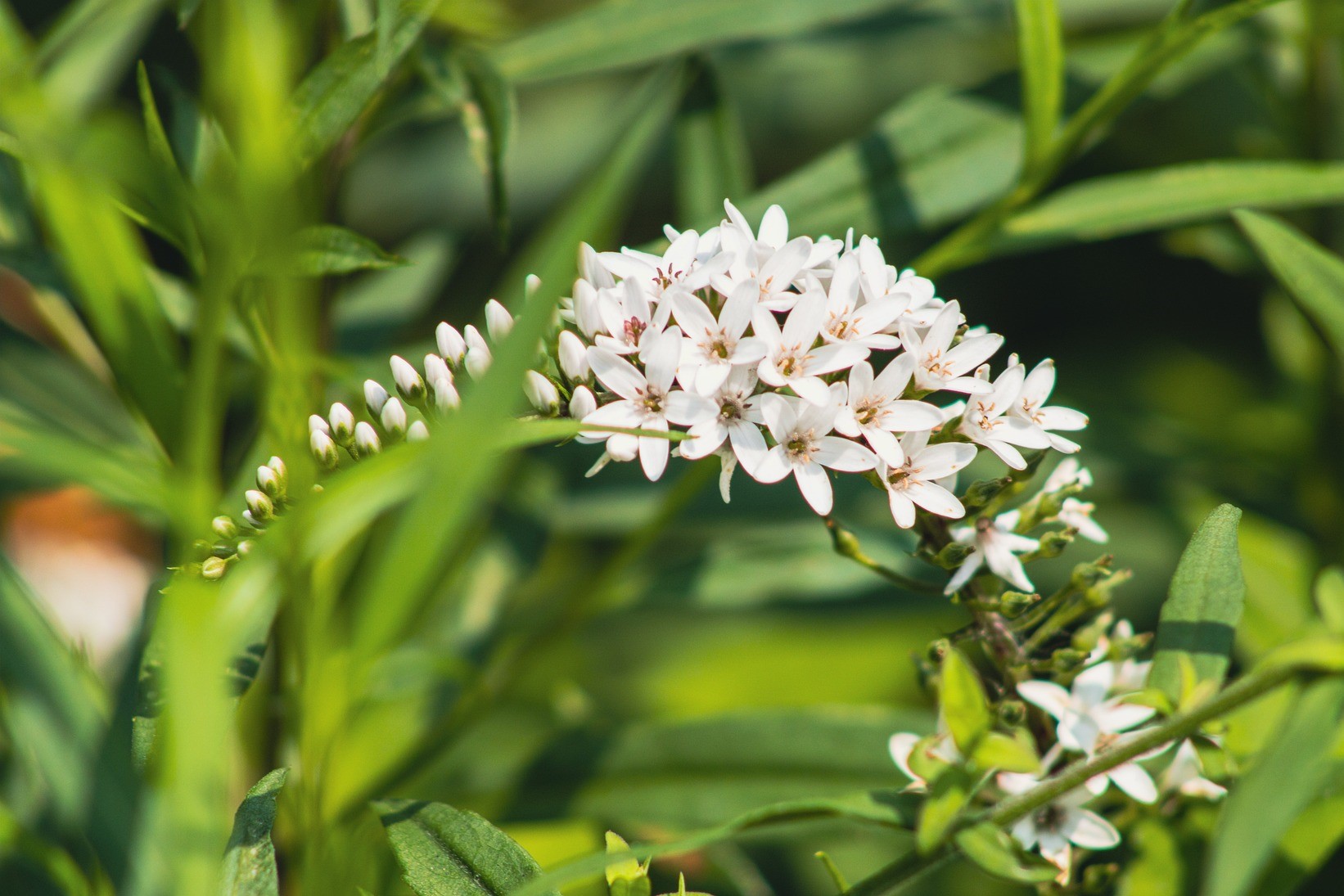 White gooseneck loosestrife flowers
