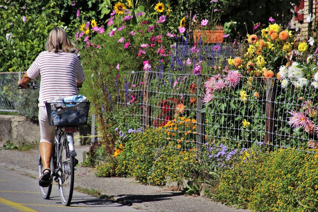A wood and wire fence surrounding a colorful flower garden next to a road. A woman rides a bike on the road.