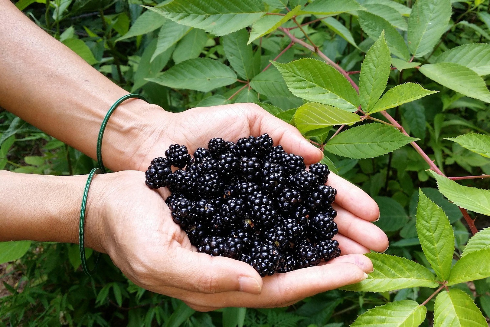 A person holding harvest blackberries.