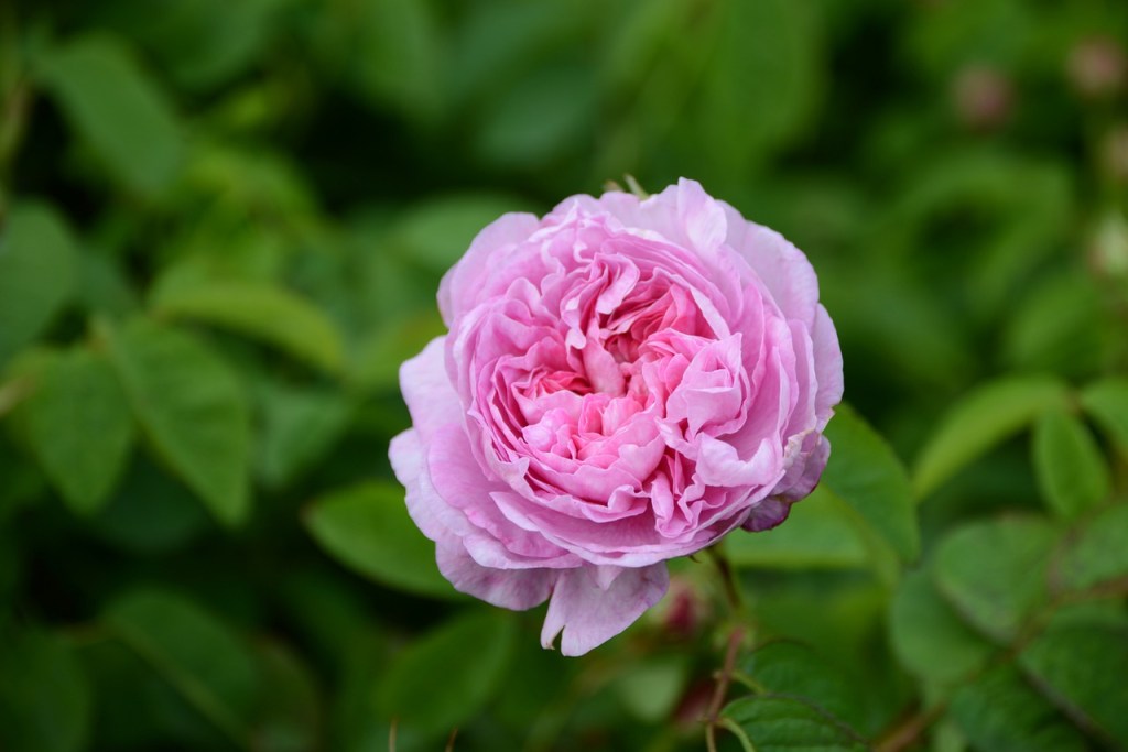 A pink centifolia or cabbage rose