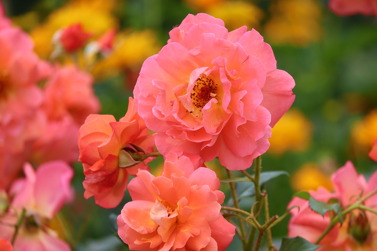 Orangey pink damask roses