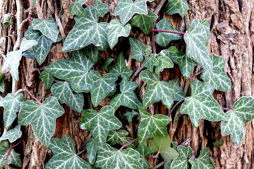 Dark green ivy leaves with white veins