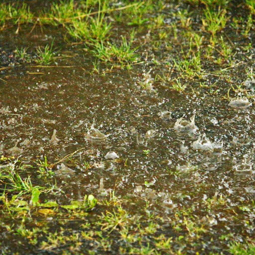 A flooded lawn
