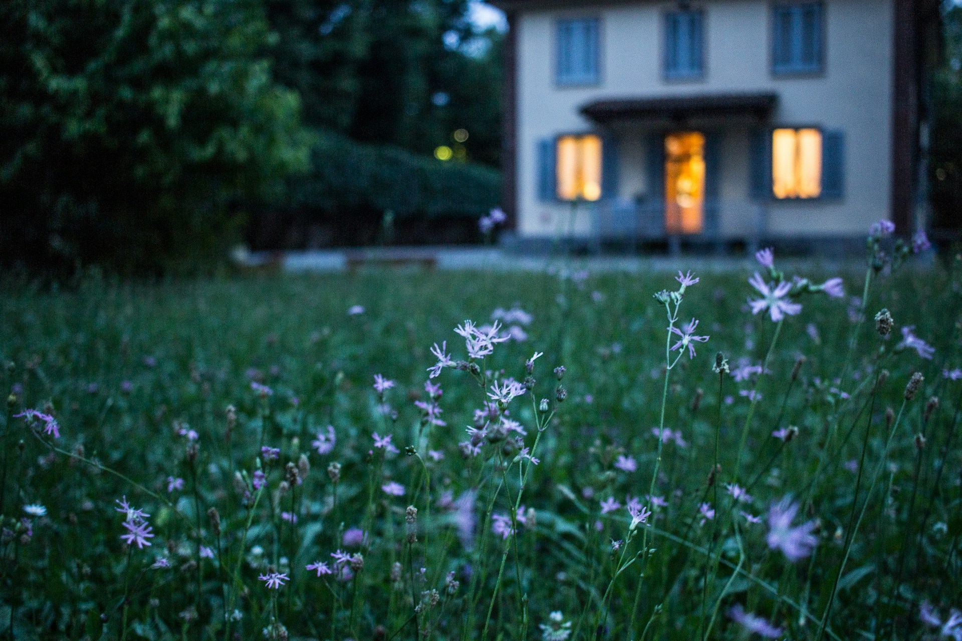 Flowers on a dark night