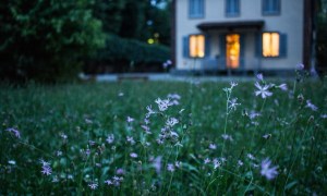 Flowers on a dark night