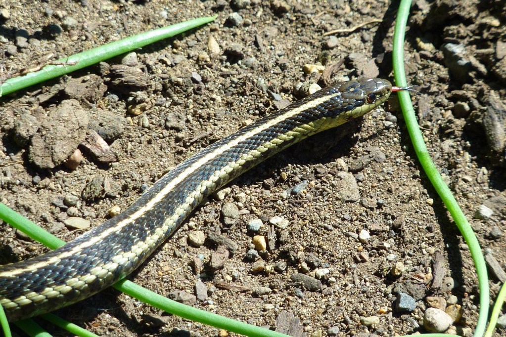 A black snake with yellow stripes slithering across dirt.