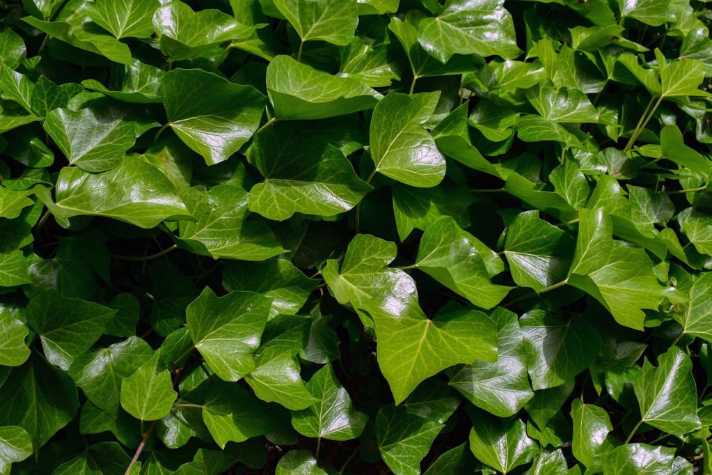 Dark green glossy ivy leaves