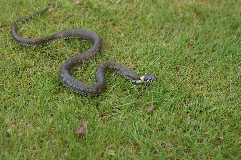 A black snake slithering across grass.
