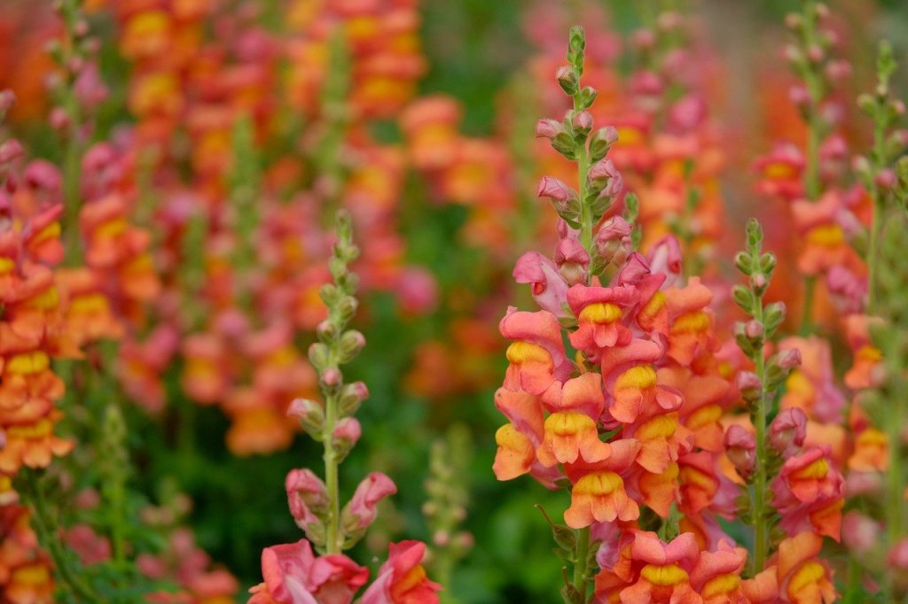 Orange snapdragons