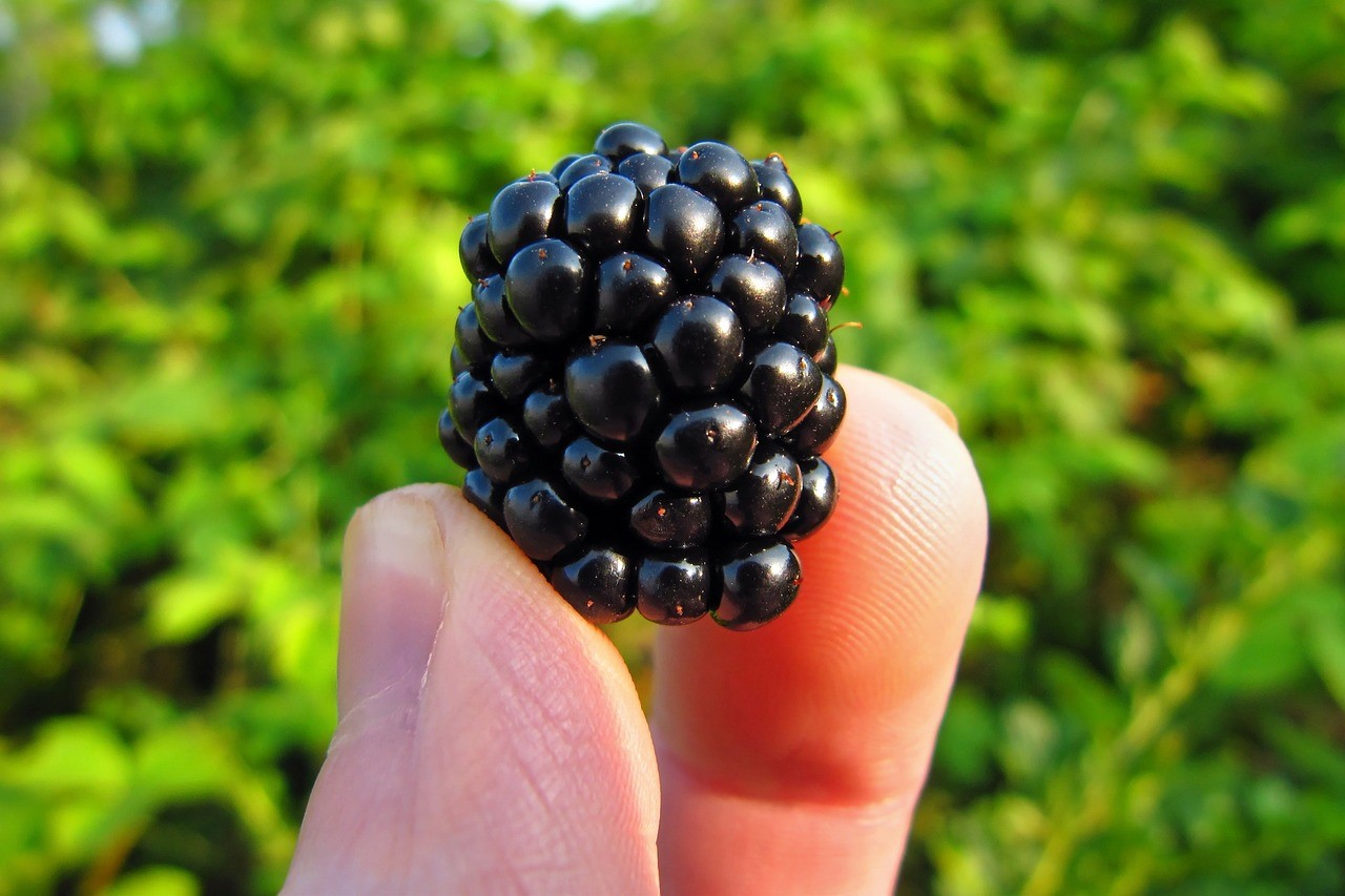 A person holding a ripe blackberry