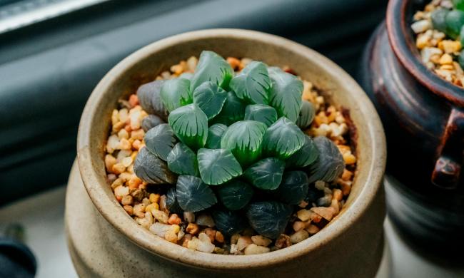 Alien eggs succulent