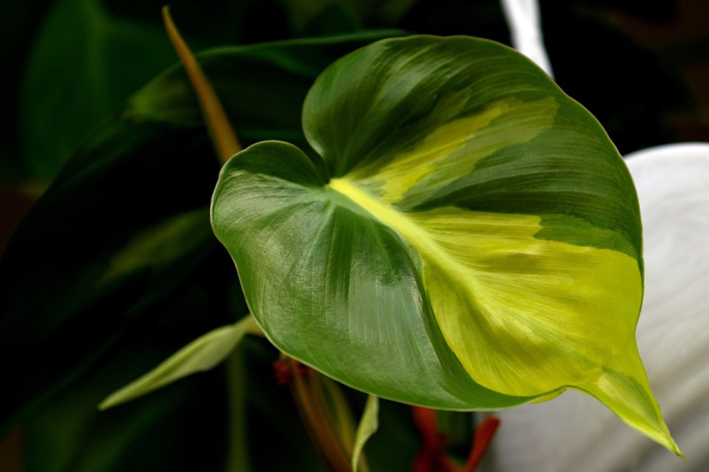 Variegated philodendron leaf
