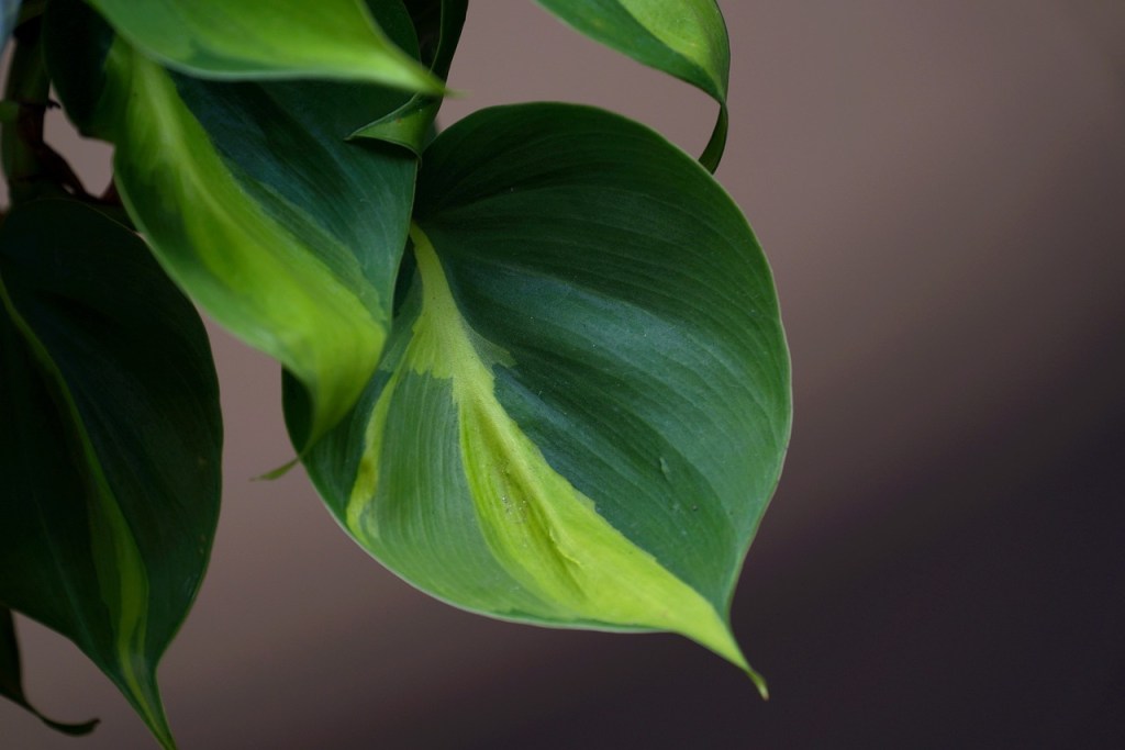 Variegated philodendron leaves
