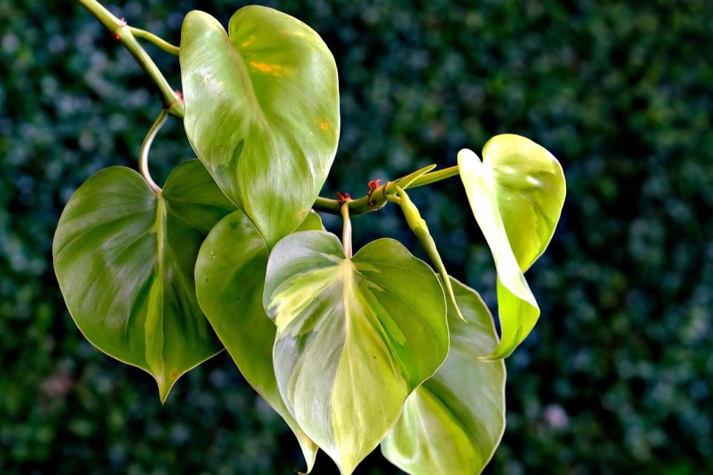 Yellow-green philodendron leaves on a vine