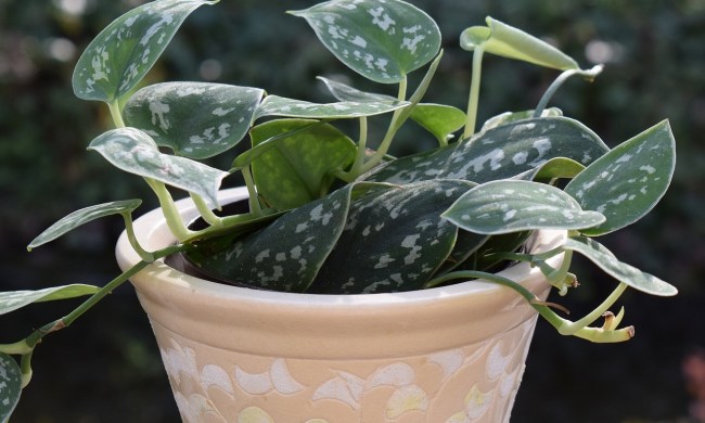 Philodendron in a small peach colored flower pot