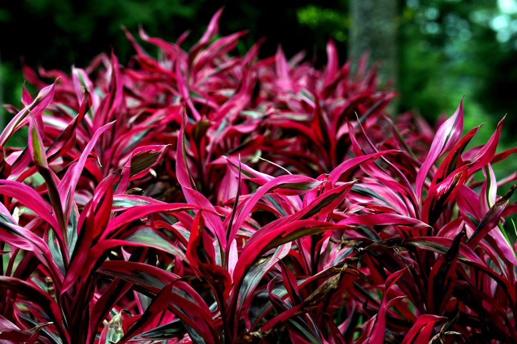 Red ti leaves