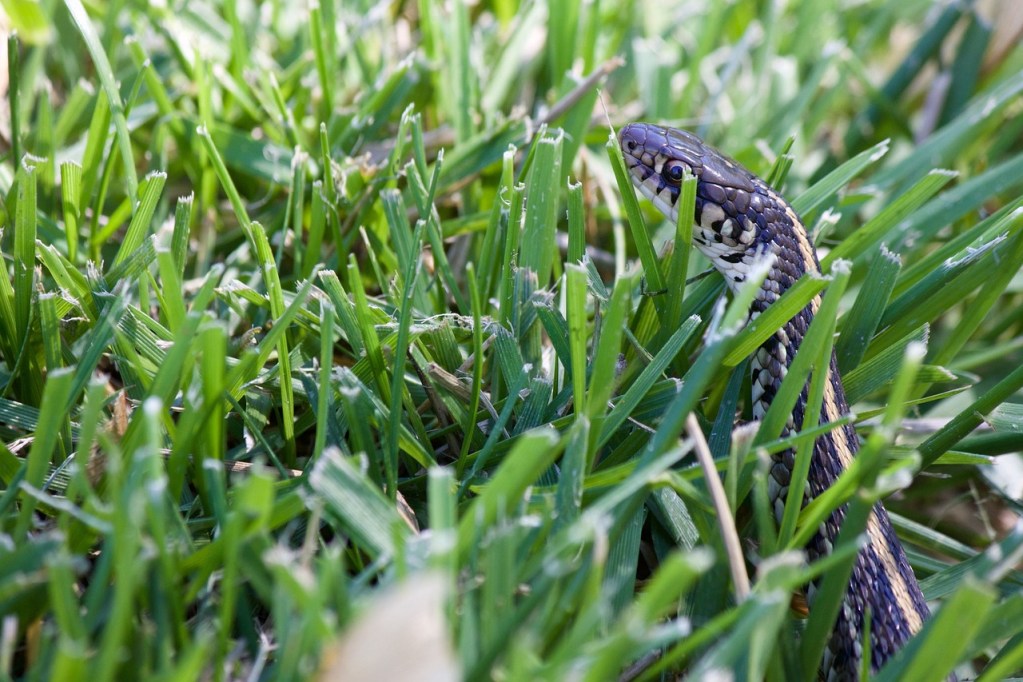 A black and tan snake in the grass.