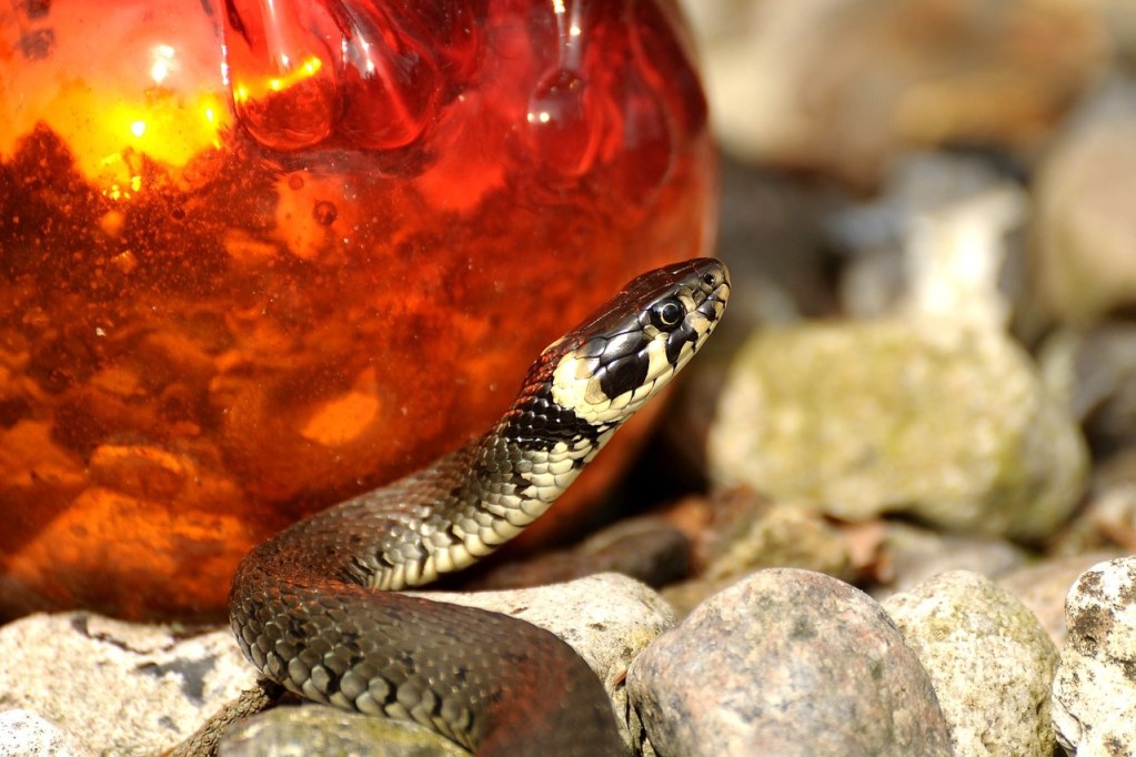 A brown and tan snake on some rocks next to an orange glass garden decoration