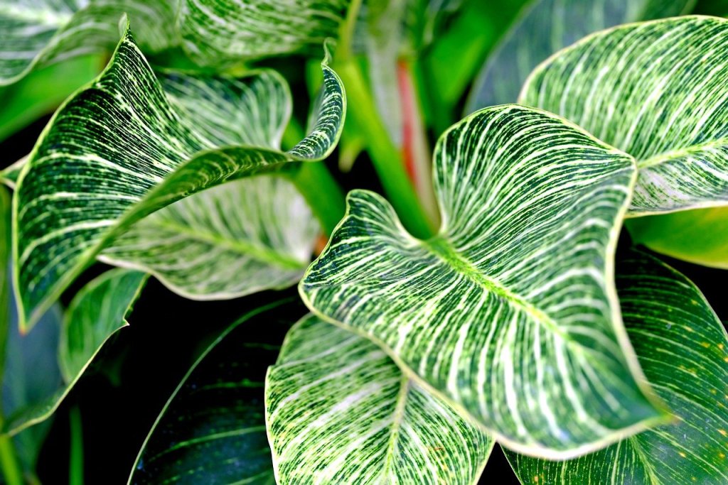 Striped philodendron leaves