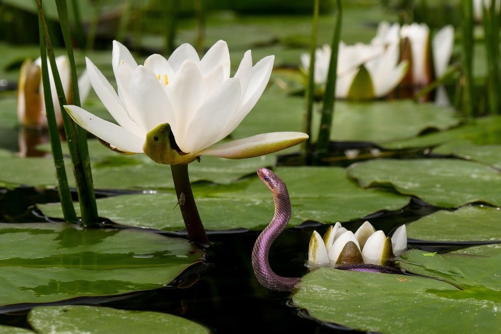 A water snake swimming towards a water lily.