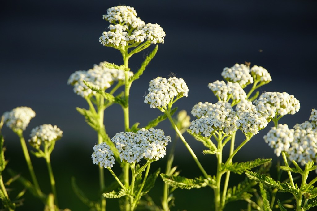 White yarrow flowers in the sunlight.