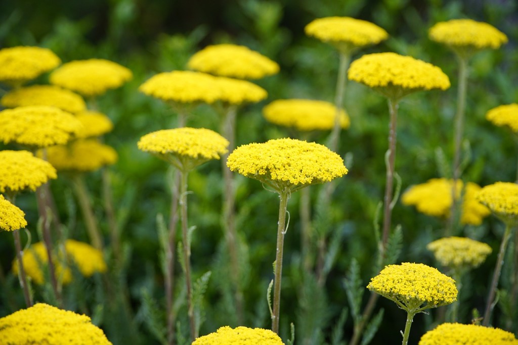 Yellow yarrow flowers