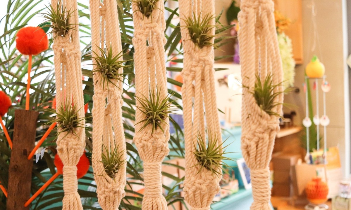 Air plants (tillandsia) in knitted hanging planters