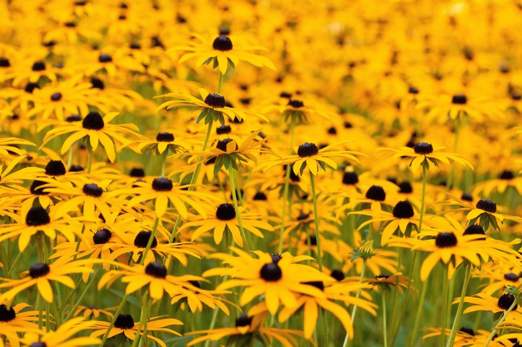 A field of black-eyed Susans