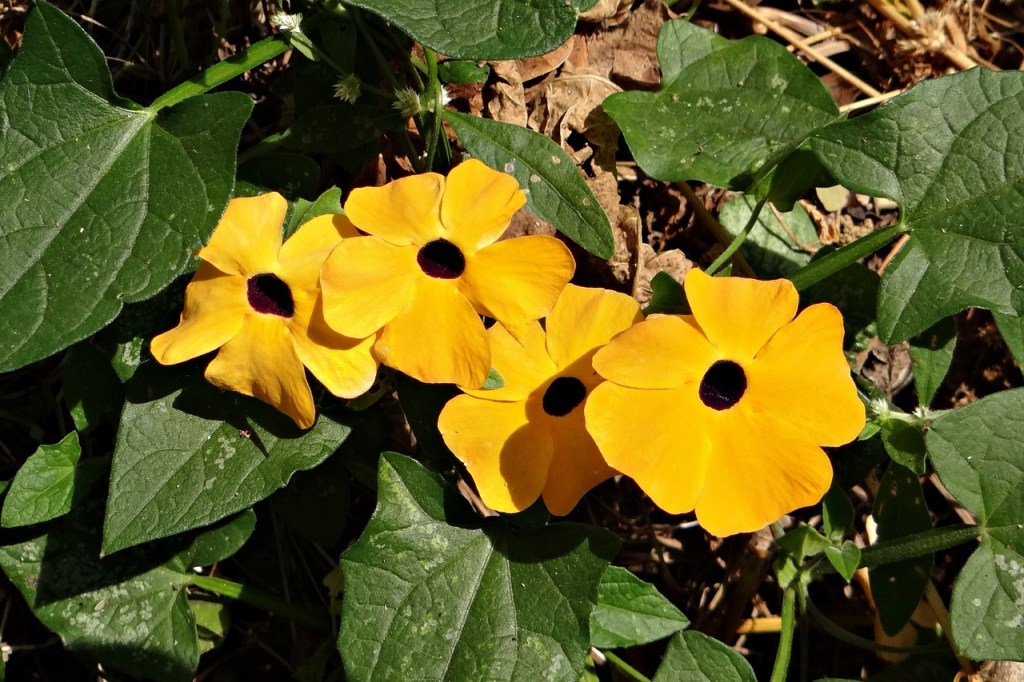 A black-eyed Susan vine, also called a clockvine