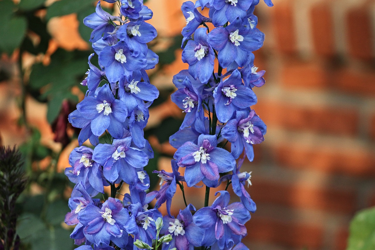 Blue larkspur (delphinium) flowers