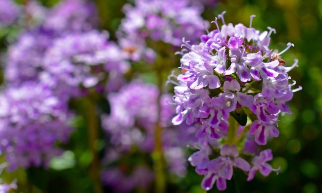 Purple creeping thyme flowers