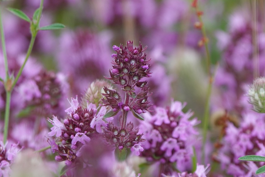 Creeping thyme flowers