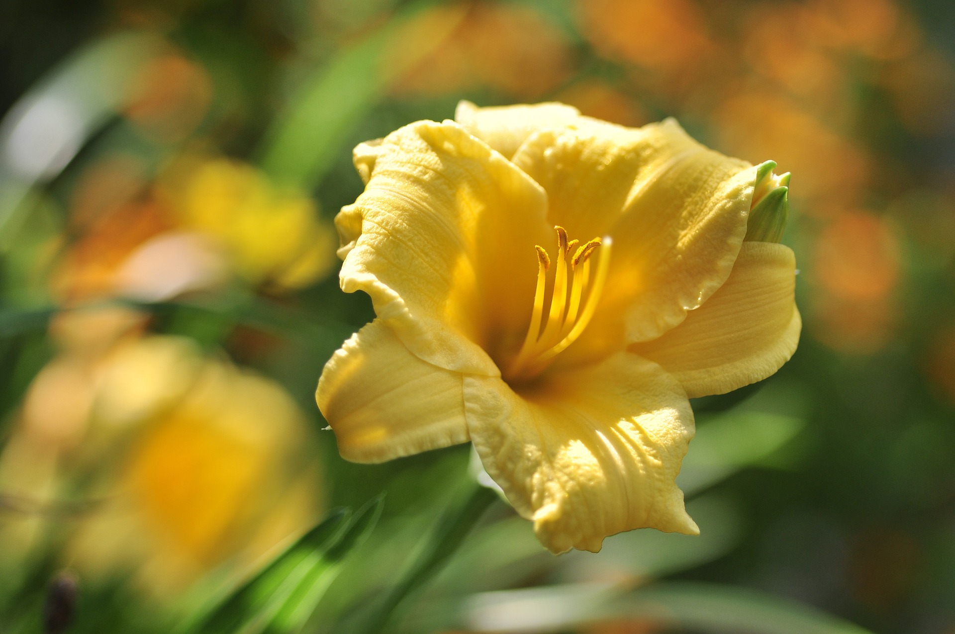 Yellow daylily