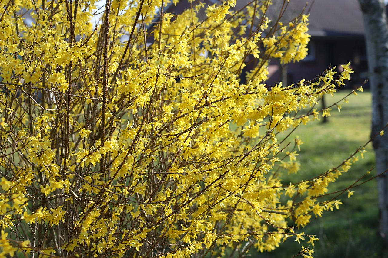 A forsythia shrub with yellow flowers