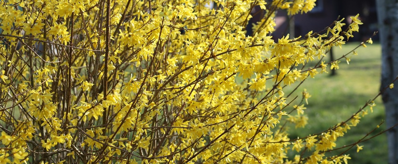 A forsythia shrub with yellow flowers