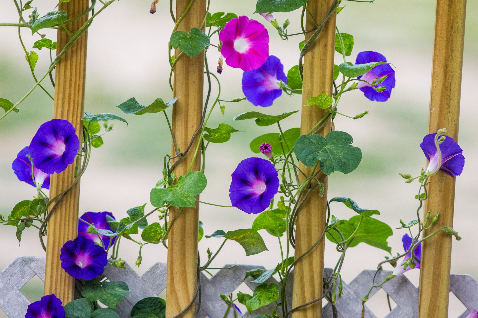 Morning glory on trellis