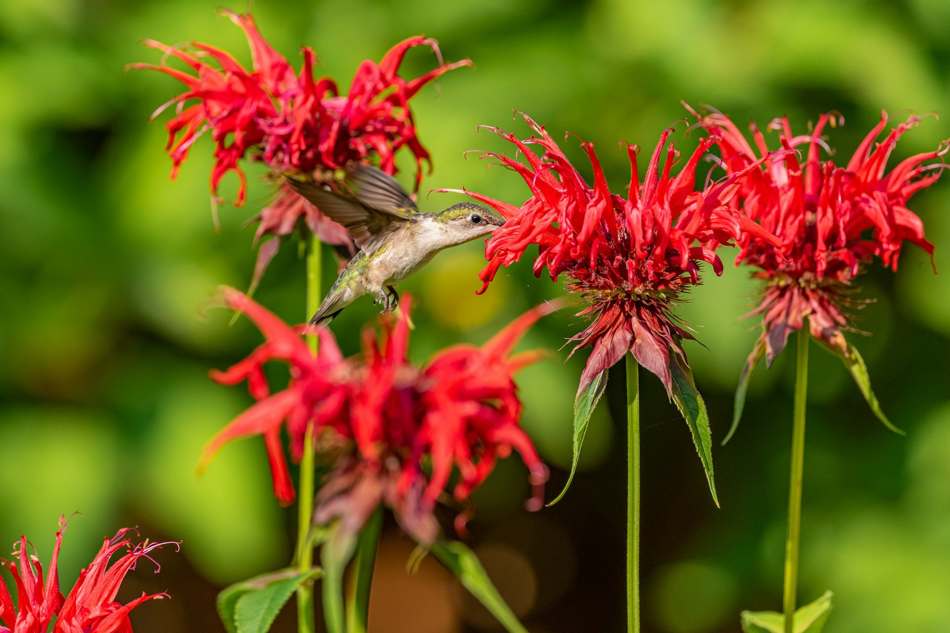 A hummingbird drinking from scarlet bee balm flowers