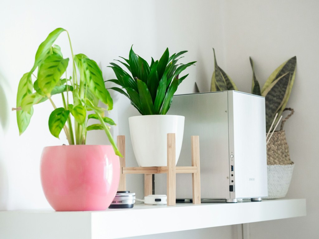 Dracaena plant