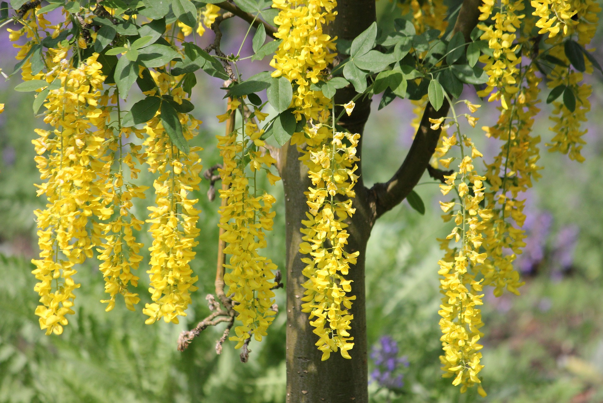 Laburnum