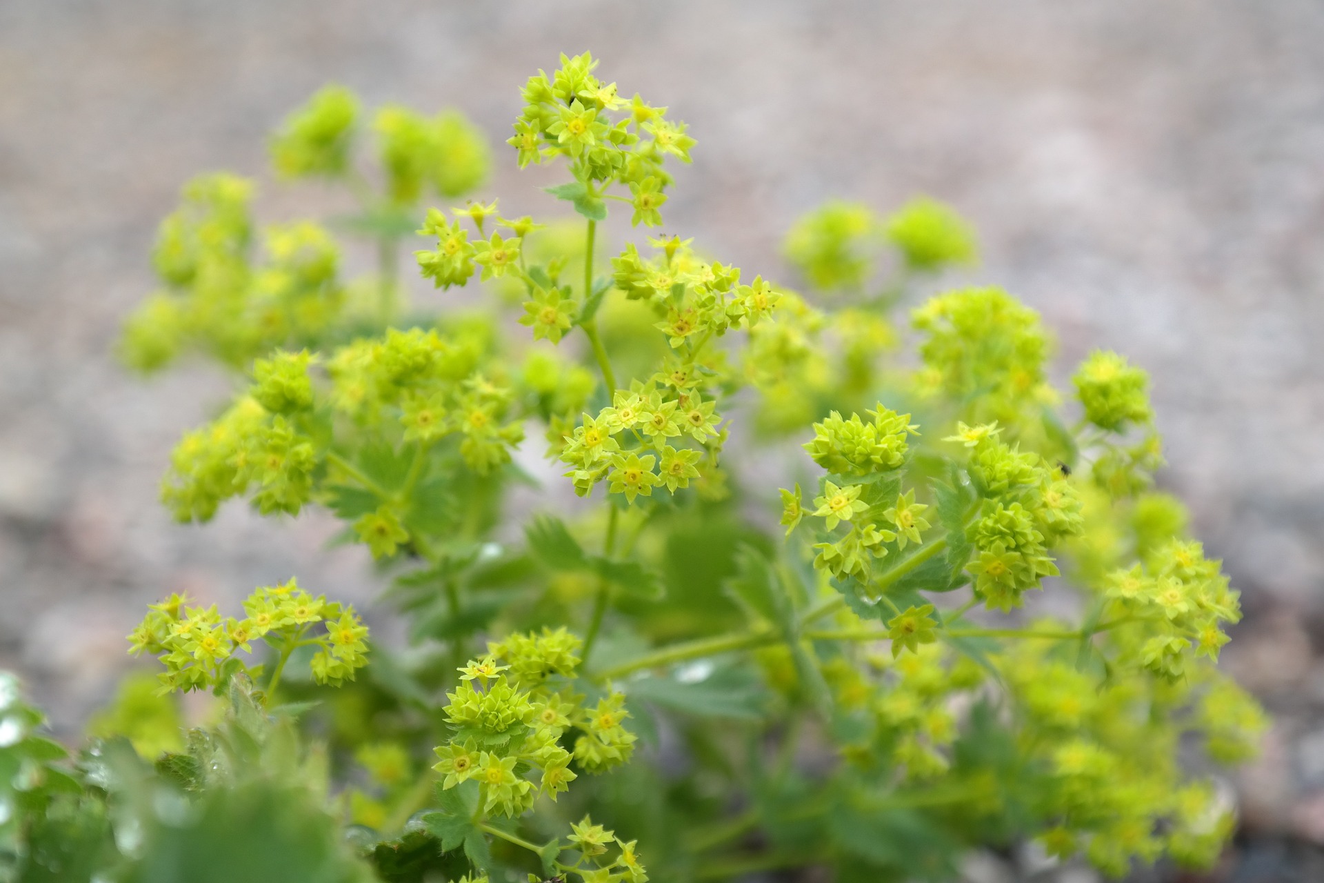 Lady's mantle