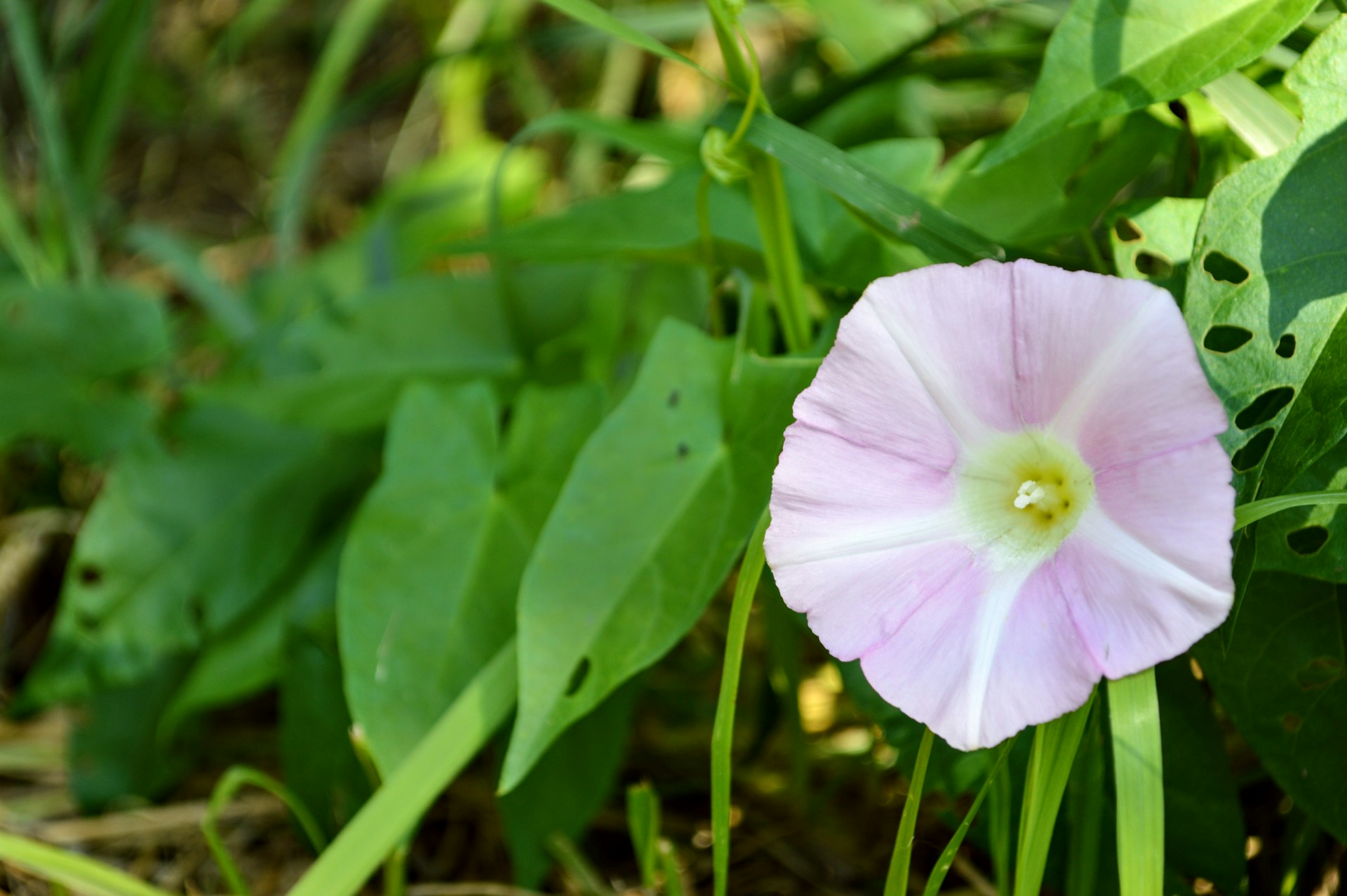 Light lavender morning glory