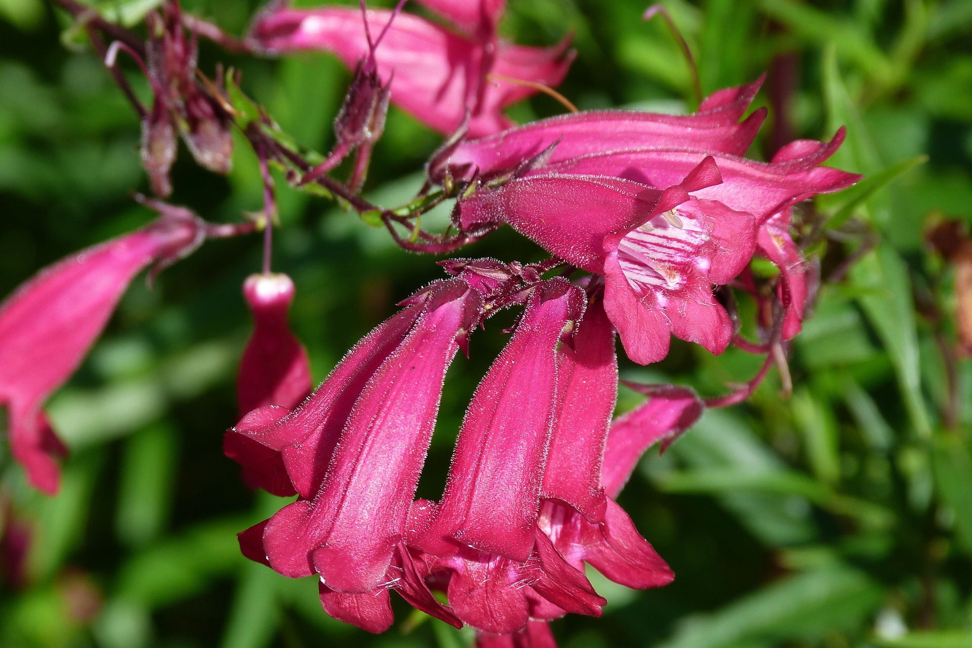 Pink penstemon flowers