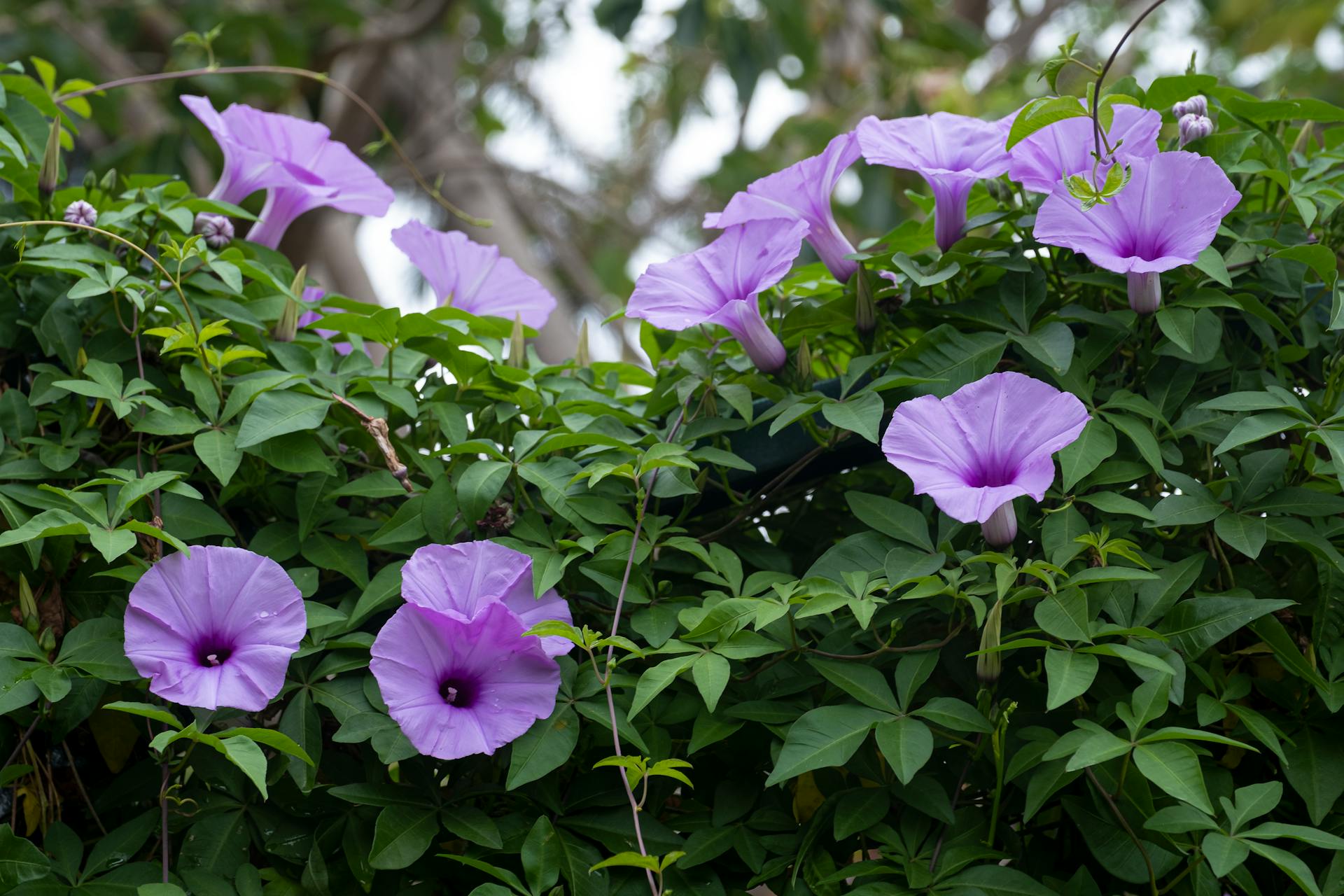 Morning glories