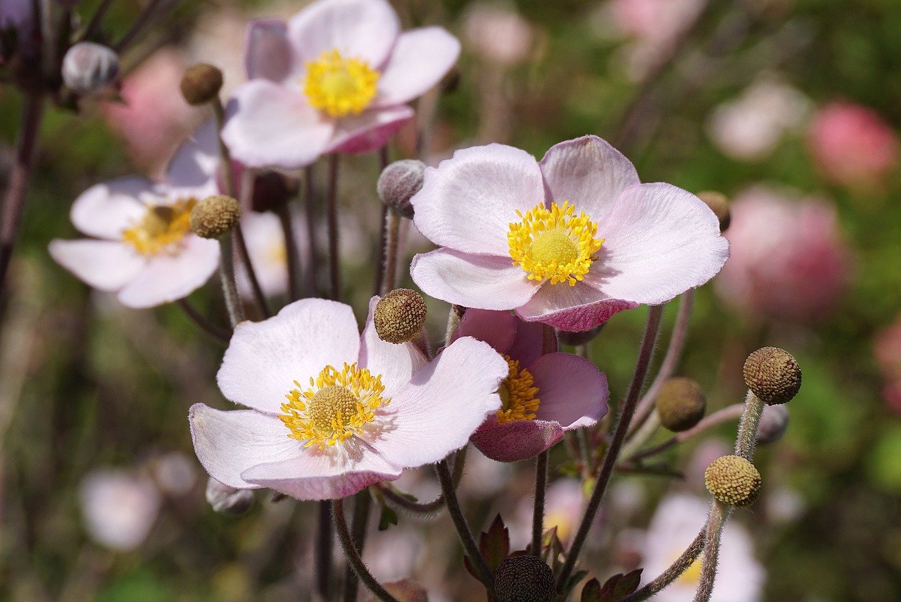 Light pink anemone flowers