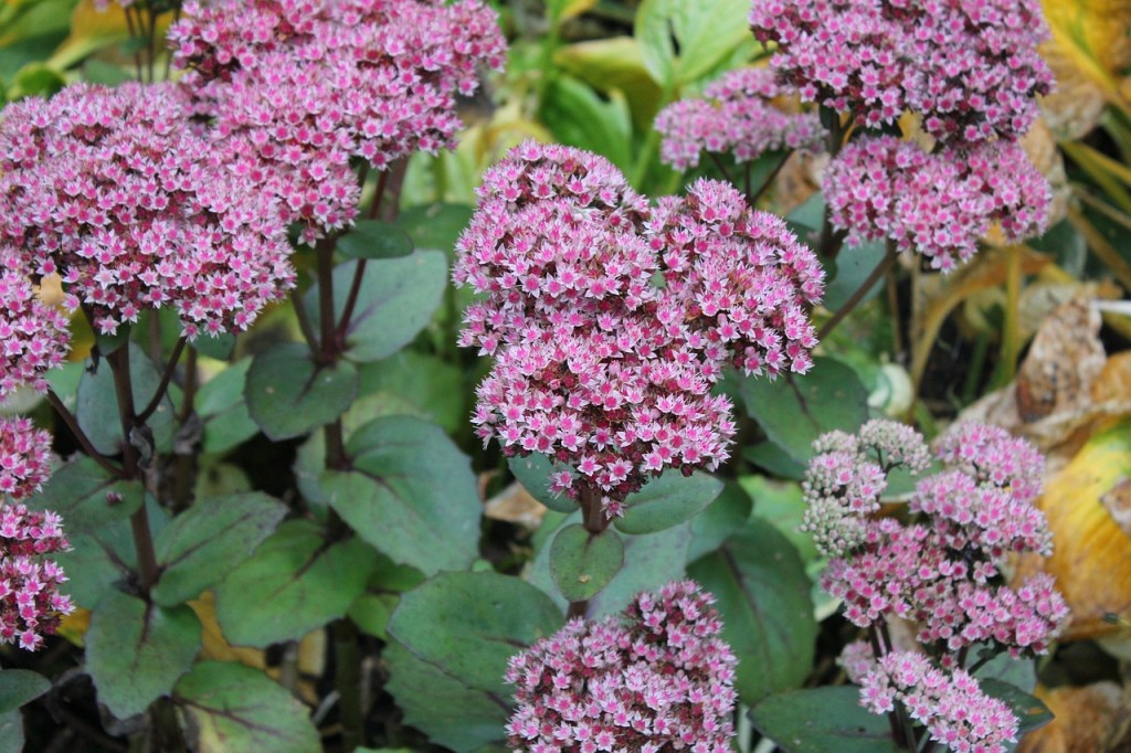 Pink sedum flowers